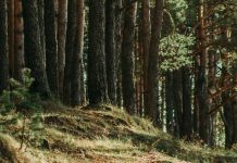 Una ventana a lo maravilloso