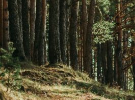 Una ventana a lo maravilloso