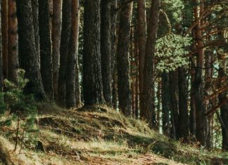 Una ventana a lo maravilloso