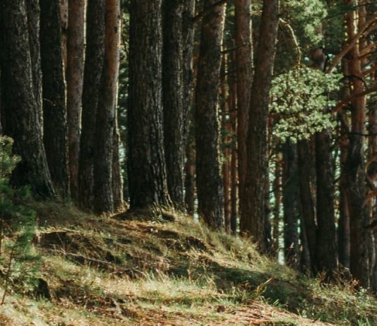 Una ventana a lo maravilloso