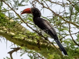 Disponible por completo