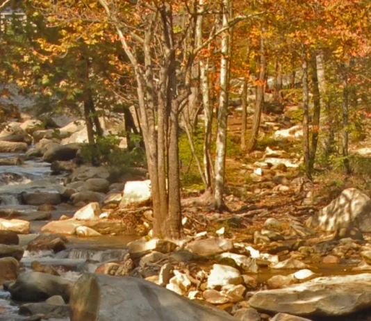 Un pequeño asunto de obediencia