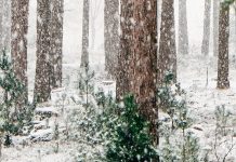 La promesa de Dios más allá de las ruinas