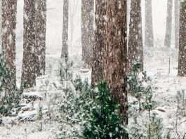 La promesa de Dios más allá de las ruinas