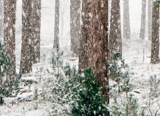 La promesa de Dios más allá de las ruinas