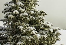 Explorando la verdad