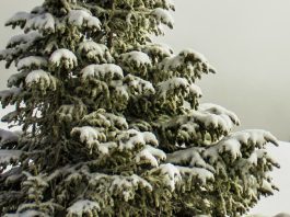 Explorando la verdad