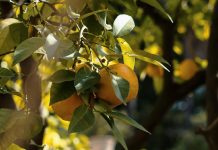 Todavía fructífero para Dios