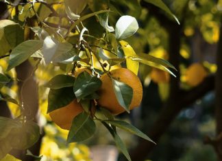 Todavía fructífero para Dios