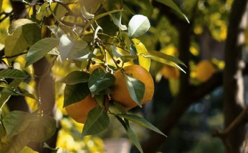 Todavía fructífero para Dios