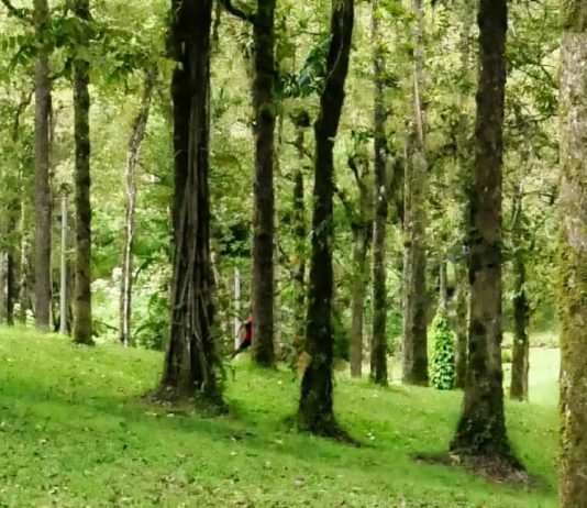 ¿Qué le preguntarías a Jesús?