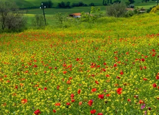 Mantener la mirada puesta en el Señor