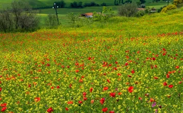 Mantener la mirada puesta en el Señor