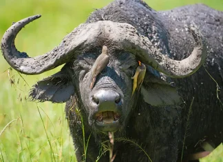 ¿Está usted enfocándose en Dios o en los obstáculos?