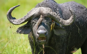 ¿Está usted enfocándose en Dios o en los obstáculos?