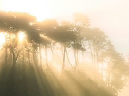 El amor de nuestro Padre