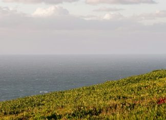 Sin calificaciones falsas