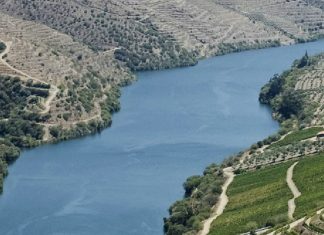 Plantado junto a la corriente