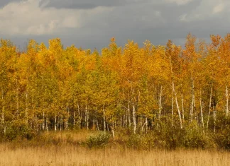 Las palabras que decimos