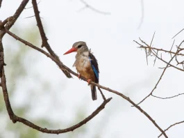 El mensaje de toda una vida