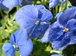 La alabanza al Cordero de Dios