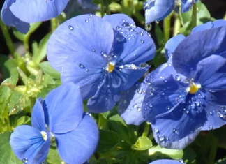 La alabanza al Cordero de Dios