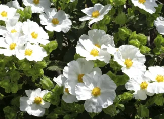 Principios de la obediencia