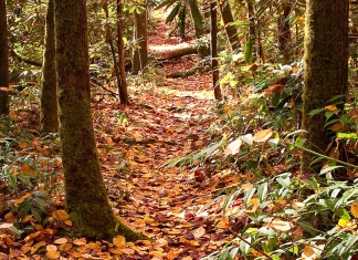Cómo reconocer la obra de Dios