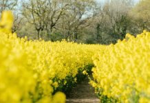 Entrega tus preocupaciones a Jesús