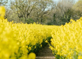 Entrega tus preocupaciones a Jesús