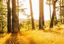 Triunfo de la bondad en Cristo