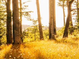 Triunfo de la bondad en Cristo