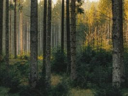 Recordatorios útiles del Espíritu