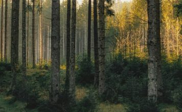 Recordatorios útiles del Espíritu