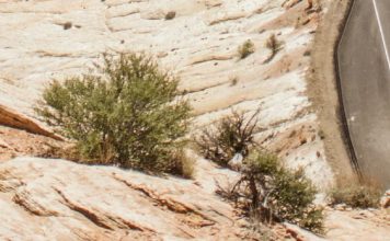 Guerra de los Pasteles