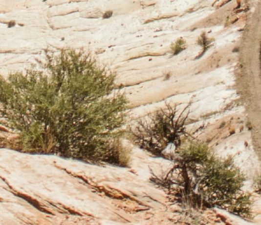 Guerra de los Pasteles