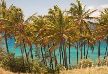 David: Una imagen de servicio