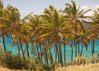 David: Una imagen de servicio