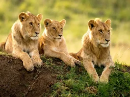 Los beneficios de la sabiduría