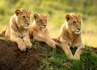 Los beneficios de la sabiduría