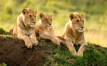 Los beneficios de la sabiduría