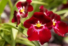 El grandioso plan de Dios