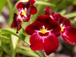 El grandioso plan de Dios