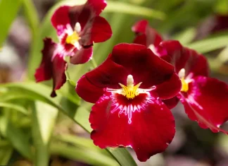 El grandioso plan de Dios