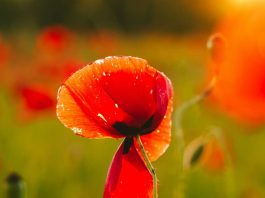 Una mamá mira atrás