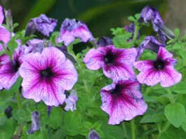 Nuestra fuente de esperanza