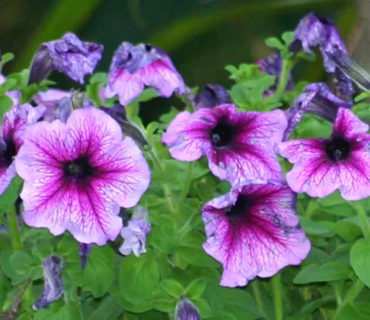 Nuestra fuente de esperanza