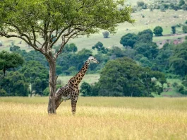 Cómo servir al Cuerpo de Cristo