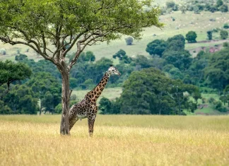 Cómo servir al Cuerpo de Cristo