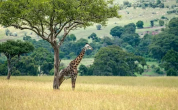 Cómo servir al Cuerpo de Cristo